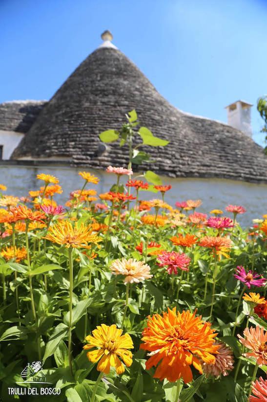 Trulli Del Bosco Bed & Breakfast Alberobello Exterior photo
